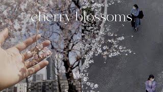 Spring Cherry Blossoms in Tokyo, Slow Living, Japan Silent Vlog