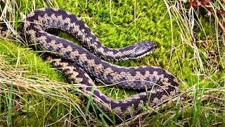 Adders - Amazing Footage of Venomous Snakes in the North Yorkshire Moors, UK - 4K