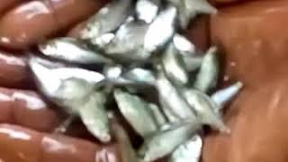 Pengba fish seeds