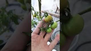 El Tamaño de estos TOMATES CHERRYS