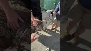 POV - This EMU Tried to ATTACK ME #shorts