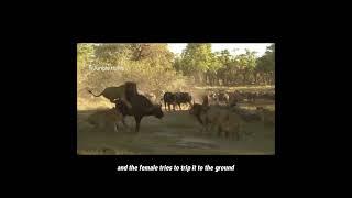 LION BATTLES THE BUFFALOS #wildlifefilm #relaxationtechniques #naturedocumentary