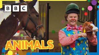 Mr Tumble Loves Animals!  |  +30 minutes | Mr Tumble and Friends