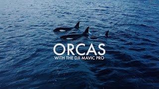 Orcas - DJI Mavic Pro