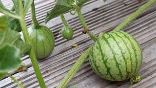 Selbstanbau leicht gemacht: So wachsen Wassermelone, Honigmelone und Zuckermelone zu Hause