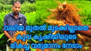 Arrowroot Farming | കൂവ കൃഷിയിലൂടെ ലക്ഷങ്ങൾ സമ്പാദിക്കാം | Jobin Magic World