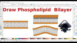 Inkscape for scientists - 17 | Drawing a phospholipid bilayer