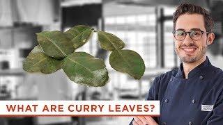 Why Should You Cook with Fresh Curry Leaves?
