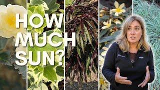 Planting containers in a tricky sun spot