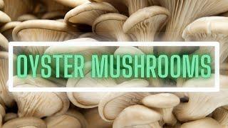 What is OYSTER MUSHROOMS All About? (Pleurotus ostreatus) "Hiratake"