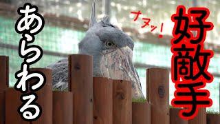 【久々の大物】ハシビロコウふたばちゃんもびっくりな鳥さんあらわる!【春のふたば2024-25】Futaba,the Shoebill   Spring 2024-25 掛川花鳥園