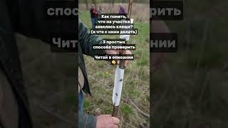 Как понять, что на участке завелись клещи? (и что с ними делать)