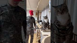 영창 가는 고양이