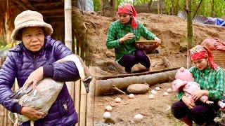 The life of a 17 year old girl who harvests duck eggs - the mother-in-law who steals geese.