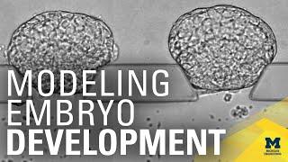 Mimicking early embryogenesis to study infertility and other questions