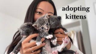 adopt 10 day old kittens  with us in nyc!