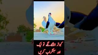 Kabootar ki video ️ kabutar ki bazi pigeon 