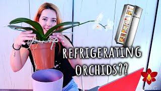 Should you put Moth Orchids in the fridge to bloom? Q&A October 2024