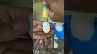 Pigeon #pigeon #eggs #video #pets #shorts