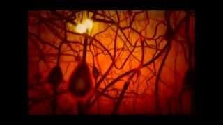 PBS The Secret Life of the Brain - The Baby's Brain (mini).wmv