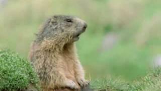 Walk On The Wild Side - Prairie Dog Alan