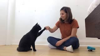 Welcome To Cat School: Learn How To Clicker Train Your Cat