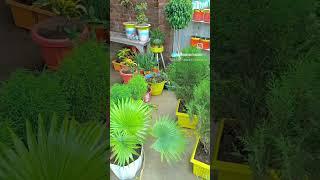 Aaj fir jeene ki tamanna hai / My terrace Garden overview  #terracegarden #overview #gardening