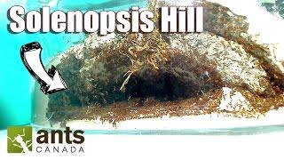 My Huge Fire Ant Colony