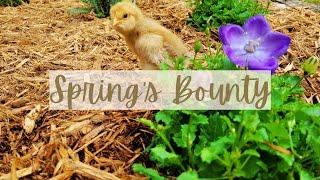 Amateur Gardening and Chick Hatching on the Homestead