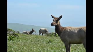 Tule Elk Tomales Point April 13, 2019