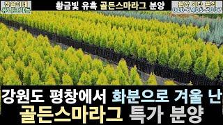 2023 서양 황금측백 골든스마라그 분양/ 정원이 환하게 변해요~ 강원평창 유니크가든