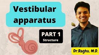 Vestibular apparatus - Part 1 -  #physiology  #mbbs (Structure of crista ampullaris and macula)