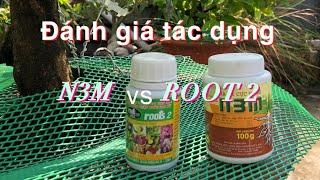 Đánh giá tác dụng của dưỡng rễ N3M so với ROOT2  đối với cây mai vàng  // 29-3-2021