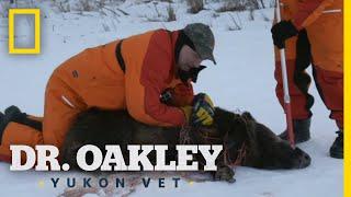 The Boar Ultimatum (Full Episode) | Dr. Oakley, Yukon Vet