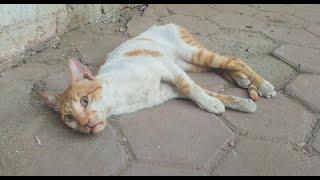 Rescue poor cat in very bad condition only his eyes are moving