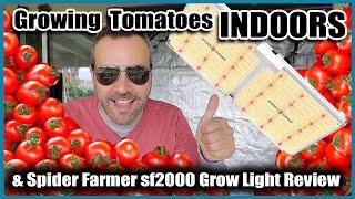 GROWING VEGETABLES INDOORS  // Tomatoes and LED Grow Light Review