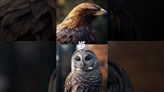 Golden Eagle vs Forest Animals