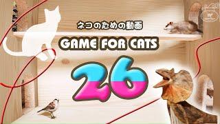 【猫用動画MIX26】ねずみ・トカゲ・鳥・ひも ４時間 GAME FOR CATS 26