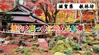 教林坊　『滋賀』　推古十三年聖徳太子が創建と伝える古刹 赤い絨毯が境内を囲む約３００本のもみじが絶景を演出