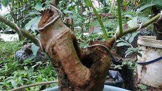 Bahan bonsai loa gunung