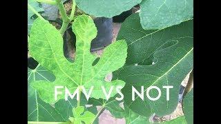 Fig Mosaic Virus: Is it a Problem!?