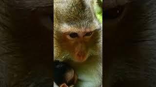 #oh My sweethearts baby monkey #very cute newborn baby ️ 