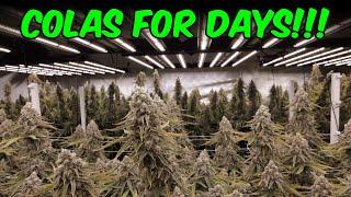 49 Stomped Berries plants FULL CLONE TO HARVEST 9 light GROW ROOM!!!