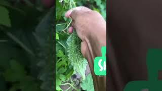 #Harvesting my mix vegetables  in the garden.#fruitful #blessed.#asmr satisfying #viral #short