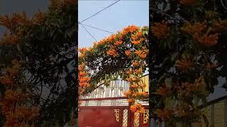 Beautiful flowers Venustha creeper plant trending#viral#short#gardening #video️