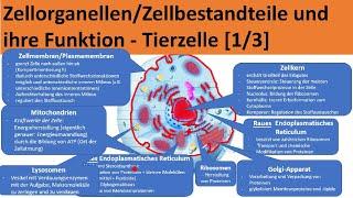 Zellorganellen und ihre Funktion [Zellbestandteile tierischer Zellen] - Aufbau Zelle [Biologie]