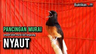 murai batu gacor AMPUH buat PANCINGAN murai batu agar bunyi JADIKAN burung murai gacor EMOSI NYAUT