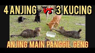 #kucing vs anjing#anjing vs kucing