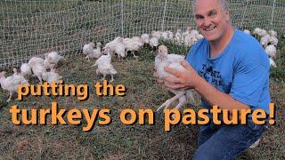 how to grow turkeys on pasture: brooder tips, shelter, fencing, and feeding