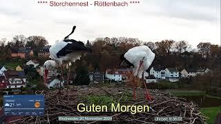 2024 11 20 Storchennest Röttenbach, Guten Morgen, die Röttis machen Ausbesserung am Nest